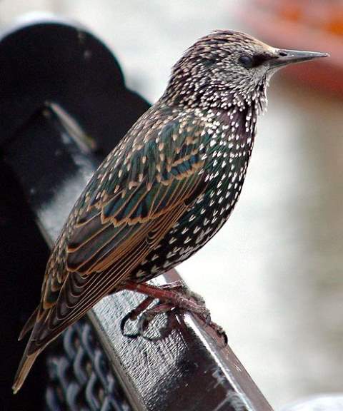 Common starling